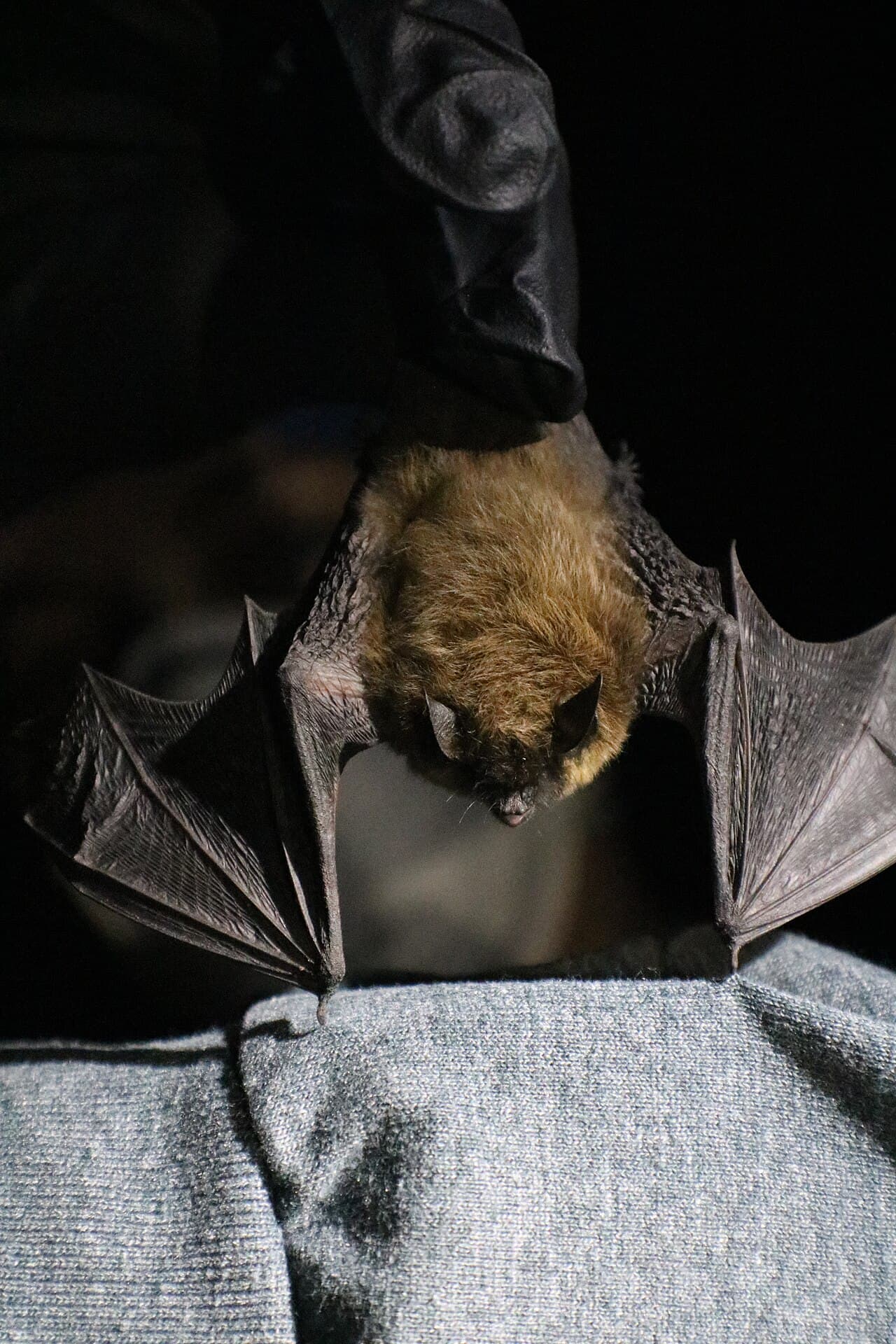 California myotis, a small myotis found in California