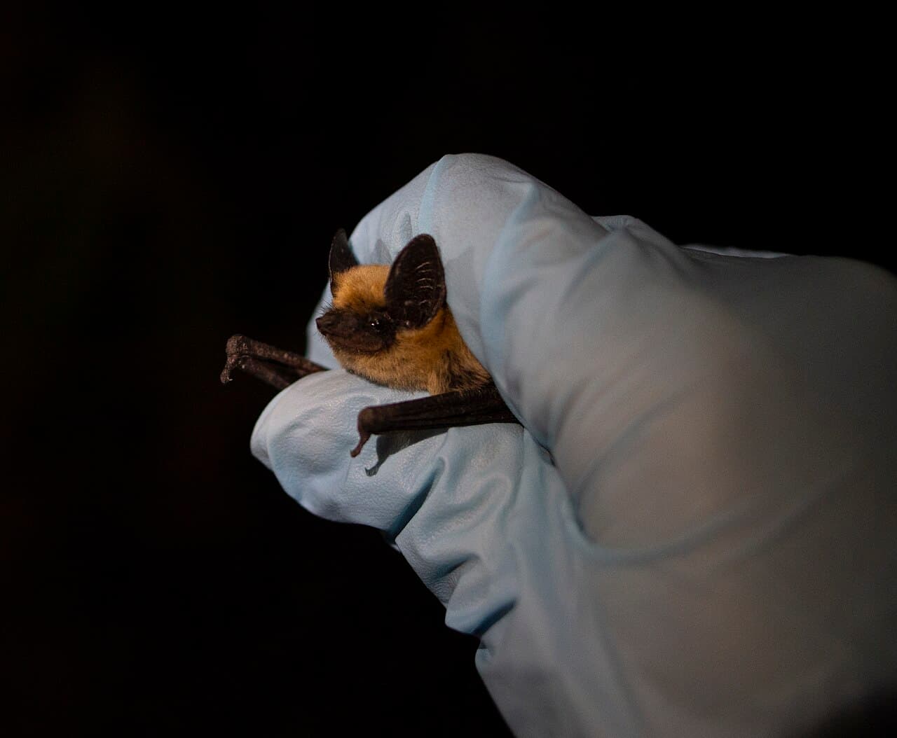 Canyon bat (western pipistrelle), a small pale bat common in Southern California