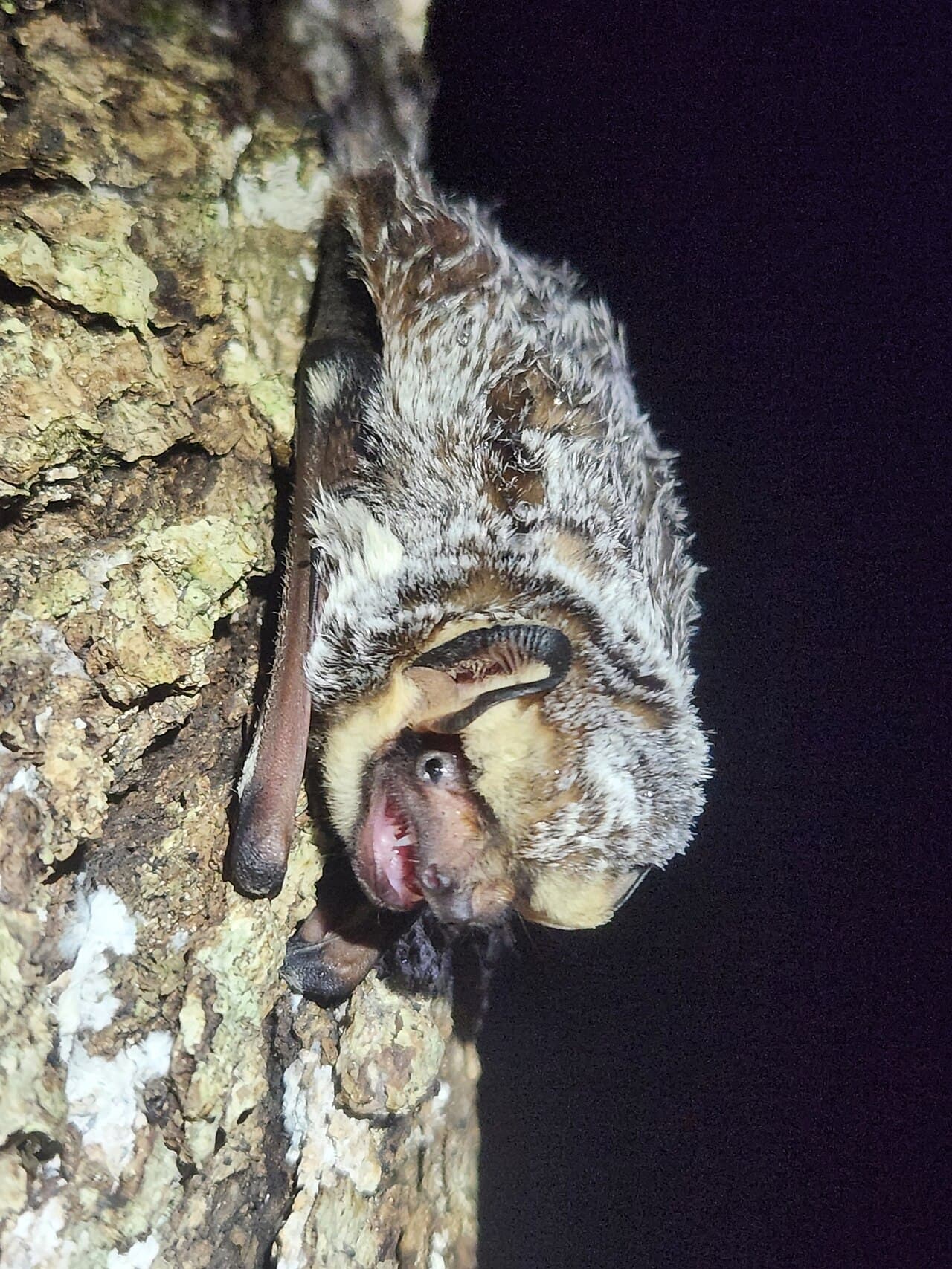 Foliage-roosting bat reference image (western red bats typically roost in tree foliage, not attic colonies)
