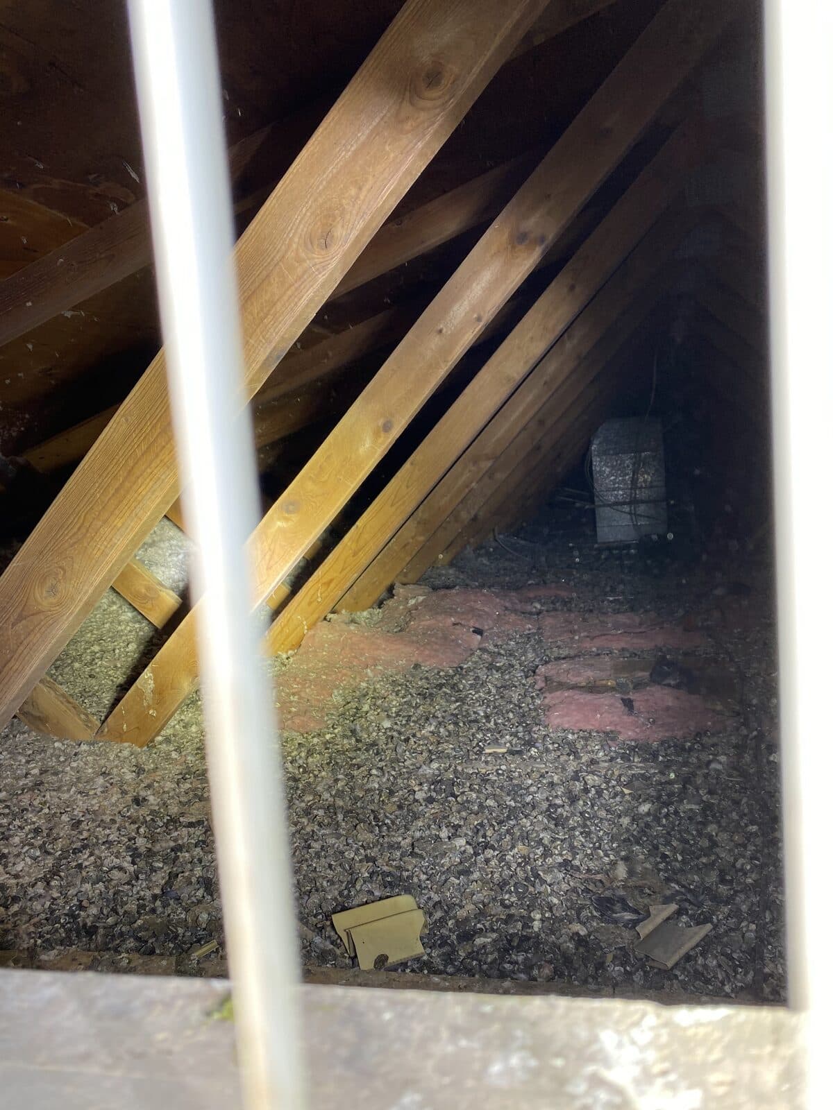 Heavy bat guano covering attic insulation and rafters before remediation