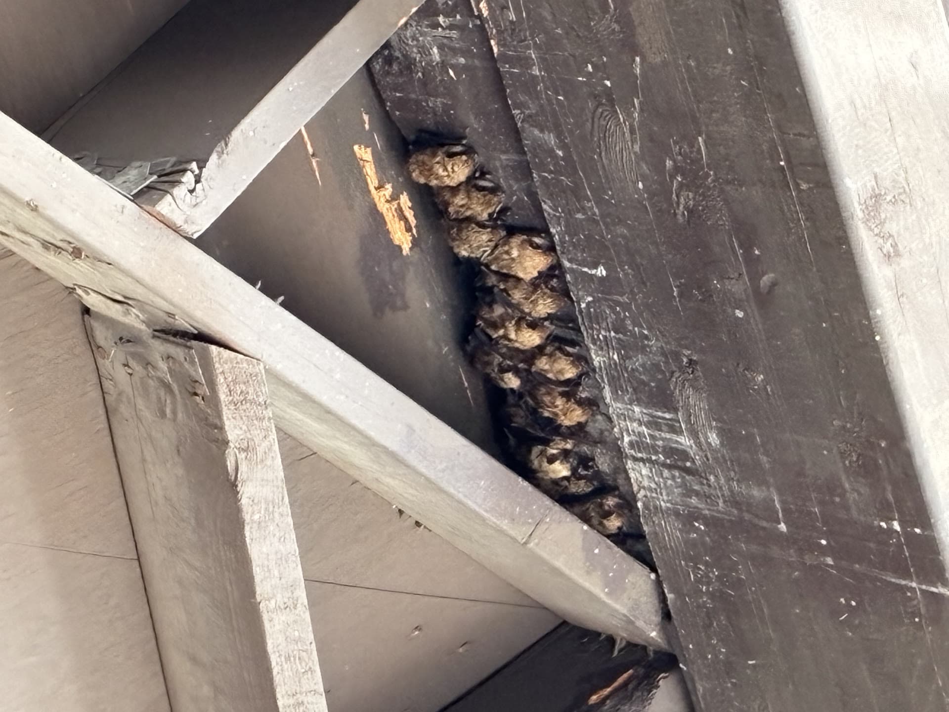 Bats roosting in attic framing—common Southern California building roost