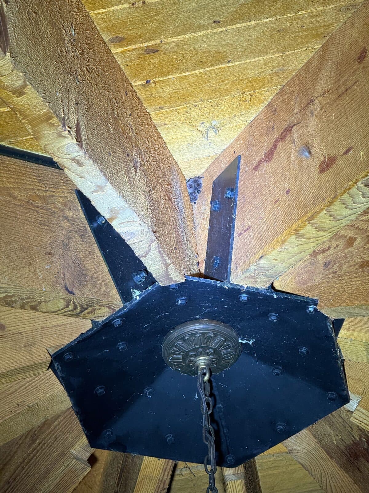 Bats roosting in a wood attic peak beside a metal exclusion plate